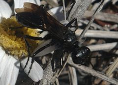 Prionyx atratus or subatratus1 by JerryFriedman. Used under a CC BY-SA 3.0 license.