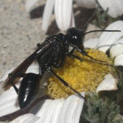 Prionyx atratus or subatratus2 by JerryFriedman. Used under a CC BY-SA 3.0 license.