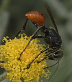 Prionyx parkeri female1 by JerryFriedman. Used under a CC BY-SA 3.0 license.
