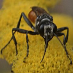 Prionyx parkeri female palpi1 by JerryFriedman. Used under a CC BY-SA 3.0 license.