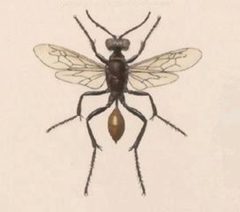 Biologia Centrali-Americana - Sphex thomae by Unknown authorUnknown author. Used under a Public domain license.