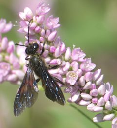 Isodontia auripes P1290926a by 
xpda. Used under a CC BY-SA 4.0 license.