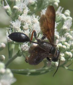 Isodontia auripes P1310365a by 
xpda. Used under a CC BY-SA 4.0 license.