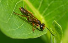 Elegant Grass-carrying Wasp imported from iNaturalist photo 139338168 on 15 July 2024 by (c) threelark, some rights reserved (CC BY). Used under a CC BY 4.0 license.