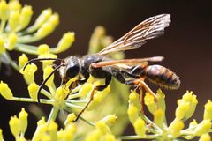 Elegant Grass-carrying Wasp imported from iNaturalist photo 150197826 on 15 July 2024 by (c) eebee, some rights reserved (CC BY). Used under a CC BY 4.0 license.