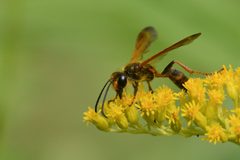 Elegant Grass-carrying Wasp imported from iNaturalist photo 233393781 on 15 July 2024 by no rights reserved. Used under a CC0 license.