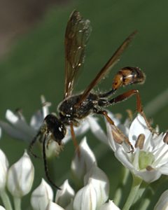 Isodontia elegans by JerryFriedman. Used under a CC BY-SA 3.0 license.