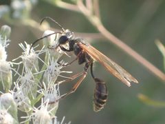 Isodontia elegans on boneset by Yannkemper. Used under a CC0 license.
