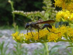 Isodontia mexicana on Solidago 02 by Syrio. Used under a CC BY-SA 4.0 license.