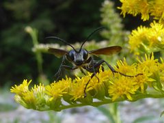 Isodontia mexicana on Solidago 04 by Syrio. Used under a CC BY-SA 4.0 license.