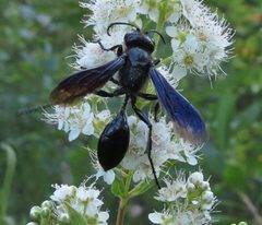 Isodontia philadelphica by iNaturalist user: megachile. Used under a CC0 license.