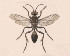 Biologia Centrali-Americana - Sphex singularis by Unknown authorUnknown author. Used under a Public domain license.