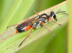 Sphex dorsalis by Brady Reed. Used under a CC BY 4.0 license.