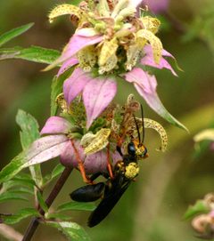 Monarda pollination 2012 by Pollinator. Used under a CC BY-SA 3.0 license.