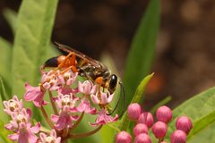 Swamp Milkweed Asclepias incarnata Insect Feeding 3008px by Photo by and (c)2007 Derek Ramsey (Ram-Man). Used under a GFDL 1.2 license.