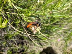 Sphex ashmeadi on desert willow by Susan Barnum. Used under a CC BY-SA 4.0 license.