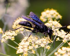 Sphex pensylvanicus by Hardyplants. Used under a Public domain license.