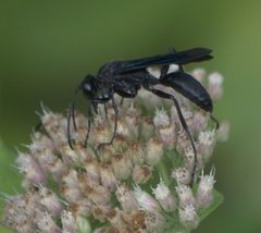 Sphex pensylvanicus P1280240a by 
xpda. Used under a CC BY-SA 4.0 license.