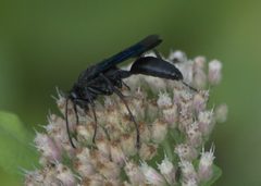 Sphex pensylvanicus P1280241a by 
xpda. Used under a CC BY-SA 4.0 license.