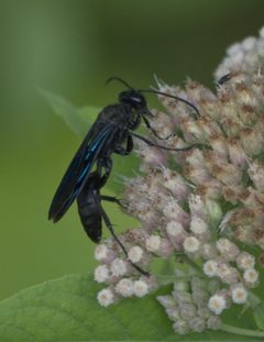 Sphex pensylvanicus P1280243a by 
xpda. Used under a CC BY-SA 4.0 license.