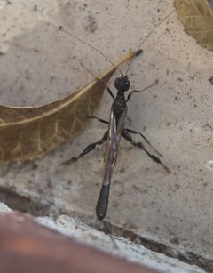 Megischus bicolor DSC02568a by 
xpda. Used under a CC BY-SA 4.0 license.