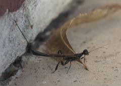 Megischus bicolor DSC02571a by 
xpda. Used under a CC BY-SA 4.0 license.