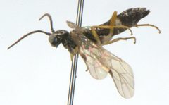Allantus albolabris by Matt Bowser, U.S. Fish and Wildlife Service. Used under a Public domain license.