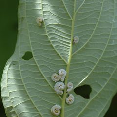 Macremphytus tarsatus 5429856 by Brian Kunkel, University of Delaware, Bugwood.org. Used under a CC BY 3.0 license.