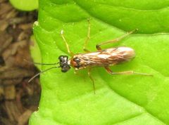 Taxonus pallipes by Beatriz Moisset. Used under a CC BY-SA 4.0 license.