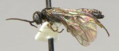 Empria maculata by Matt Bowser, U.S. Fish and Wildlife Service. Used under a Public domain license.