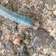 Monostegia abdominalis larva by Michael Goodyear. Used under a CC BY-SA 4.0 license.