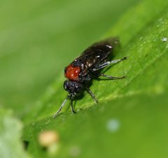 Eriocampa ovata by Sandy Rae. Used under a CC BY-SA 3.0 license.