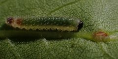 Eupareophora parca 77070976 by Mary Krieger. Used under a CC BY 4.0 license.