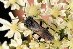Monophadnoides.rubi.-.lindsey by James K. Lindsey. Used under a CC BY-SA 3.0 license.