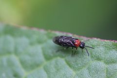 Eutomostethus ephippium 195119920 by Michel Langeveld. Used under a CC BY-SA 4.0 license.