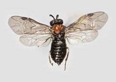 Eutomostethus ephippium f by Kim Abel, BioFokus. Used under a CC BY 3.0 license.