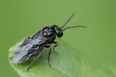Stethomostus.fuliginosus.-.lindsey by James K. Lindsey. Used under a CC BY-SA 3.0 license.