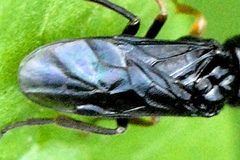 Stethomostus.fuliginosus9.-.lindsey by James K. Lindsey. Used under a CC BY-SA 3.0 license.
