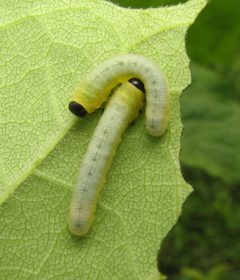 Tethida barda larvae by Beatriz Moisset. Used under a CC BY-SA 4.0 license.