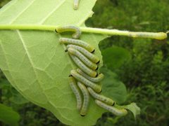 Tethida barda larvae group by Beatriz Moisset. Used under a CC BY-SA 4.0 license.