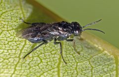 Caliroa cerasi by Simon Grove. Used under a CC BY-SA 4.0 license.
