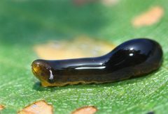 Caliroa cerasi - Kirschblattwespe by 5snake5. Used under a CC0 license.