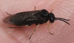 2019 03 25 Endelomyia aethiops by Slimguy. Used under a CC BY 4.0 license.