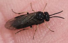 2019 03 25 Endelomyia aethiops1 by Slimguy. Used under a CC BY 4.0 license.