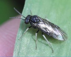 2019 03 25 Endelomyia aethiops2 by Slimguy. Used under a CC BY 4.0 license.