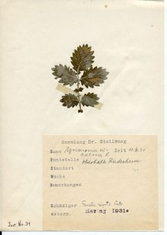 Stellwaag 00031a01 by Klaus Rassinger (Museum Wiesbaden). Used under a CC BY-SA 4.0 license.