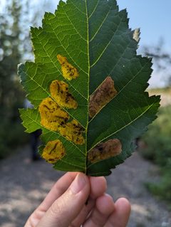 Fenusa dohrnii 339083040 by Alexandria 'Alex' Wenninger. Used under a CC BY 4.0 license.