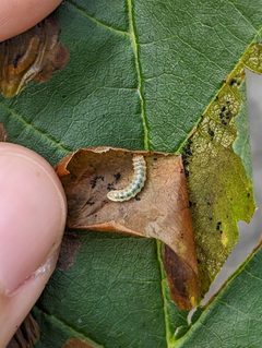 Fenusa dohrnii 339083056 by Alexandria 'Alex' Wenninger. Used under a CC BY 4.0 license.