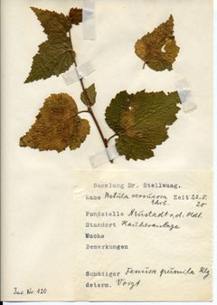 Stellwaag 00120a01 by Klaus Rassinger (Museum Wiesbaden). Used under a CC BY-SA 4.0 license.
