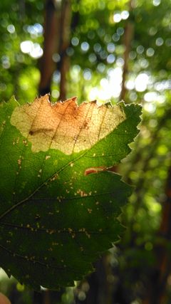 Heterarthrus nemoratus leaf mine by Zakhx150. Used under a CC BY-SA 4.0 license.